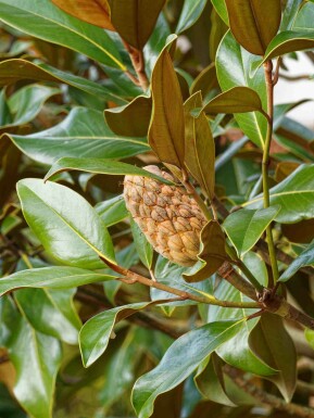 Magnolia grandiflora 'Goliath'