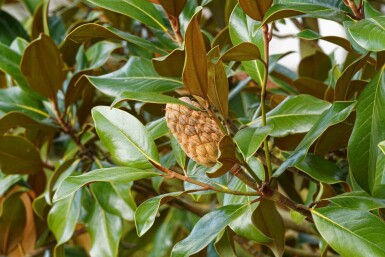 Grootbladige magnolia Magnolia grandiflora 'Goliath' struik Magnolia grandiflora 'Goliath' struik