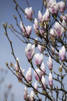 Magnolia 'Heaven Scent'