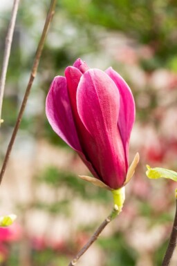 Magnolia liliiflora 'Nigra'