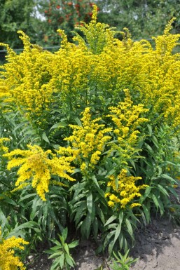 Guldenroede Solidago canadensis 'Goldkind' 5-10 Pot P9