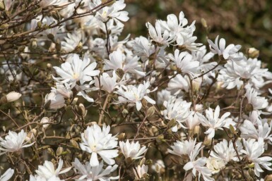 Stermagnolia Magnolia stellata 'Royal Star' struik Magnolia stellata 'Royal Star' struik