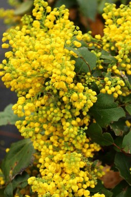 Mahonie Mahonia aquifolium 'Apollo' struik Mahonia aquifolium 'Apollo'