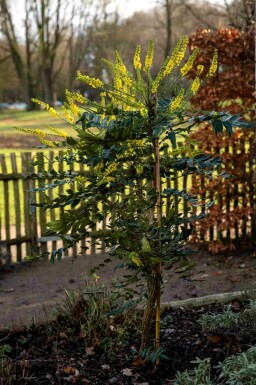 Mahonia bealei