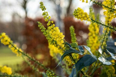 Mahonia Mahonia bealei struik Mahonia bealei
