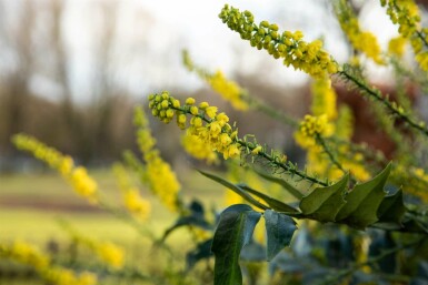 Mahonia bealei