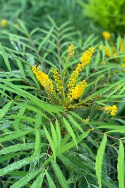 Mahonia eurybracteata 'Soft Caress'