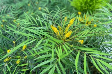 Mahonia eurybracteata 'Soft Caress'