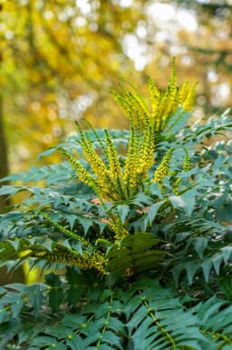 Mahonia japonica