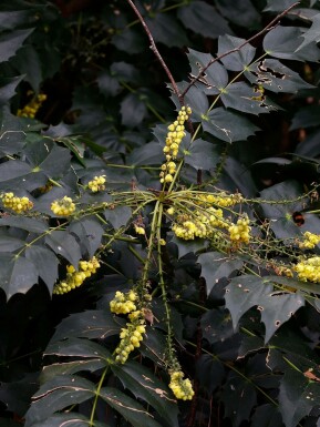 Mahonia japonica 'Hivernant'