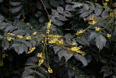 Mahonia japonica 'Hivernant'