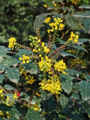 Mahonia Mahonia media 'Charity' struik Mahonia media 'Charity'