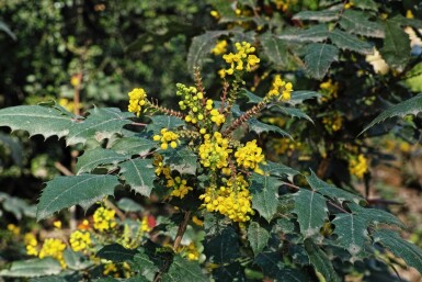 Mahonia Mahonia media 'Charity' struik Mahonia media 'Charity'