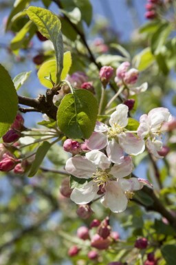 Malus 'Evereste'