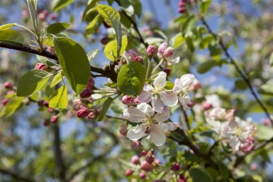 Malus 'Evereste'