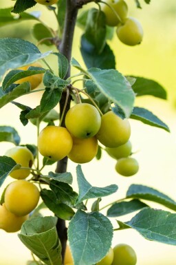 Malus 'Golden Hornet'