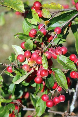 Malus 'Gorgeous'