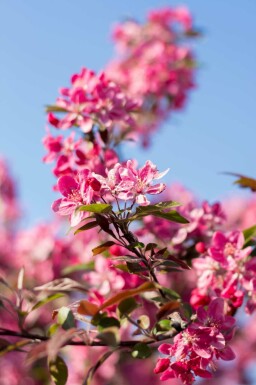 Malus 'Mokum'