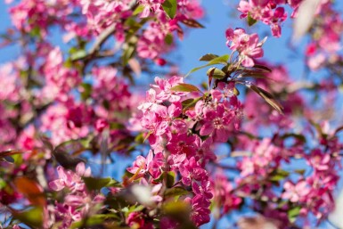 Malus 'Mokum'