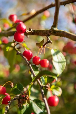 Malus 'Red Sentinel'