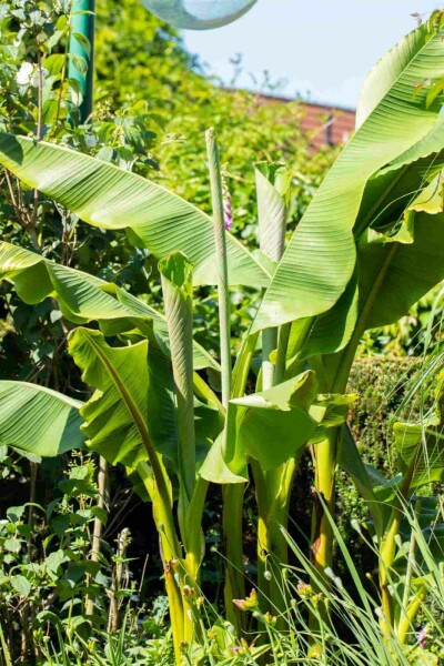 Japanse vezelbanaan Musa basjoo struik Musa basjoo struik