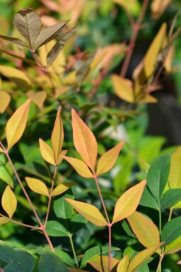 Hemelse bamboe Nandina domestica 'Gulfstream' struik Nandina domestica 'Gulfstream'