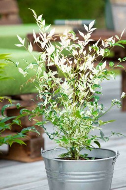 Hemelse bamboe Nandina domestica 'Twilight' struik Nandina domestica 'Twilight'