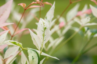 Hemelse bamboe Nandina domestica 'Twilight' struik Nandina domestica 'Twilight'
