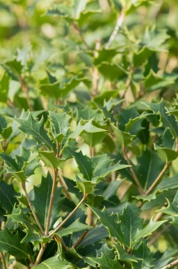 Osmanthus heterophyllus