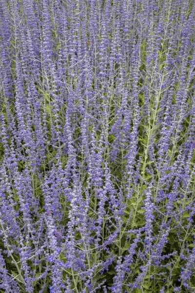 Perovskia atriplicifolia