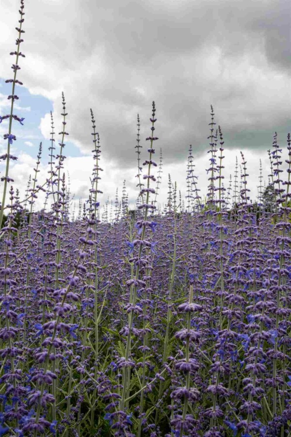 Reuzenlavendel Perovskia atriplicifolia struik Perovskia atriplicifolia struik