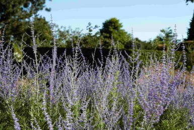 Perovskia atriplicifolia