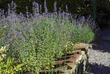 Reuzenlavendel Perovskia atriplicifolia struik Perovskia atriplicifolia struik
