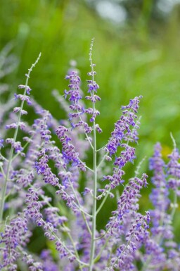 Perovskia atriplicifolia