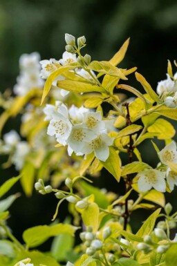 Boerenjasmijn Philadelphus coronarius 'Aureus' struik Philadelphus coronarius 'Aureus'