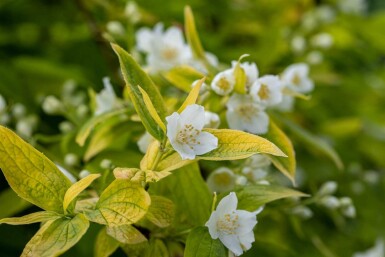 Boerenjasmijn Philadelphus coronarius 'Aureus' struik Philadelphus coronarius 'Aureus'