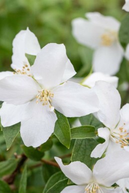 Boerenjasmijn Philadelphus 'Manteau d'Hermine' struik Philadelphus 'Manteau d'Hermine'