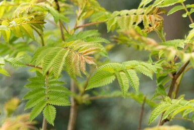 Sorbaria sorbifolia 'Sem' C3 30-40