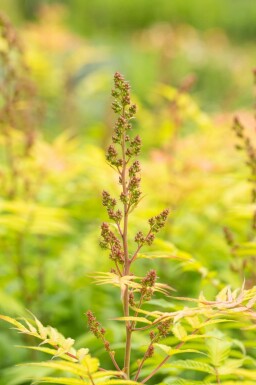 Sorbaria sorbifolia 'Sem' C3 30-40