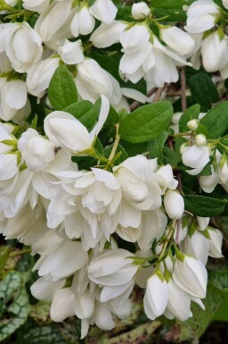 Boerenjasmijn Philadelphus 'Snowbelle' struik Philadelphus 'Snowbelle'