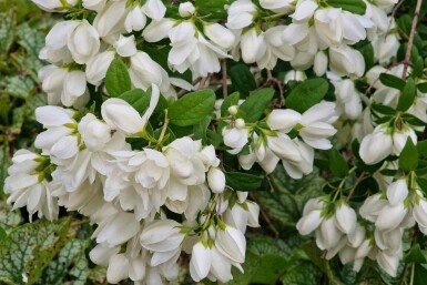 Boerenjasmijn Philadelphus 'Snowbelle' struik Philadelphus 'Snowbelle'
