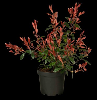 Photinia fraseri 'Carré Rouge'