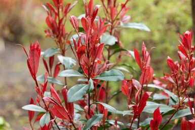 Photinia fraseri 'Carré Rouge'