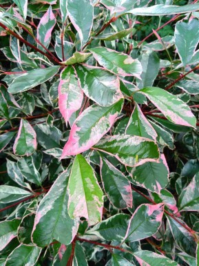 Photinia fraseri 'Pink Marble'