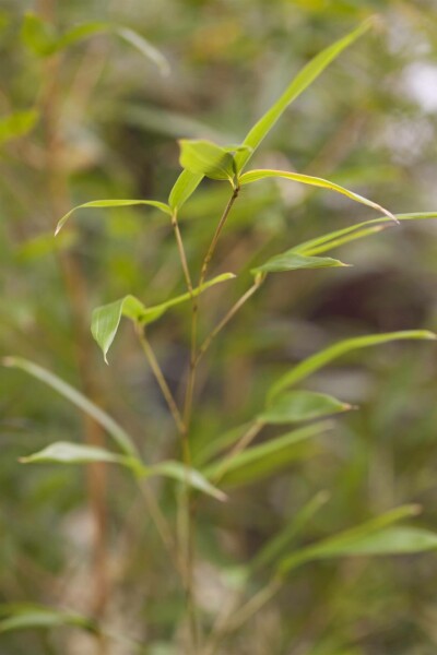 Gele bamboe Phyllostachys aureosulcata 'Spectabilis' struik Phyllostachys aureosulcata 'Spectabilis' struik