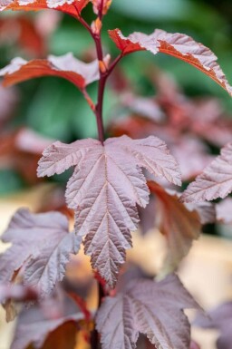 Blaasspirea Physocarpus opulifolius 'Little Angel' struik Physocarpus opulifolius 'Little Angel' struik