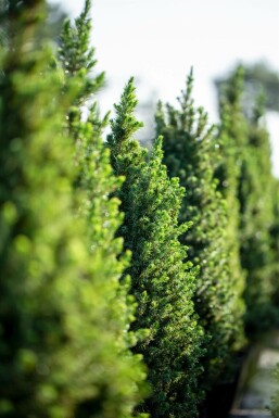 Picea glauca 'Conica'