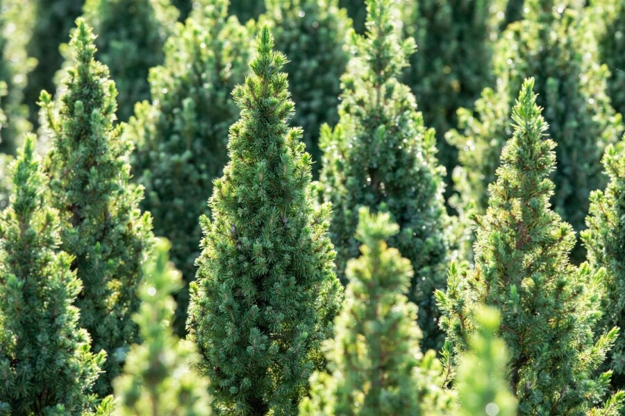 Dwergspar Picea glauca 'Conica' struik Picea glauca 'Conica' struik