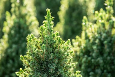 Dwergspar Picea glauca 'Conica' struik Picea glauca 'Conica' struik