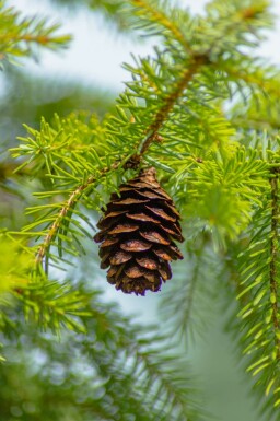 Servische spar Picea omorika struik Picea omorika struik
